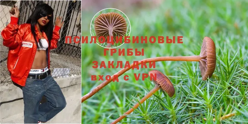 Галлюциногенные грибы Psilocybine cubensis  наркотики  Зеленоградск 